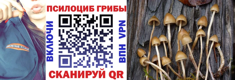 Галлюциногенные грибы Psilocybine cubensis  наркошоп  Нальчик 